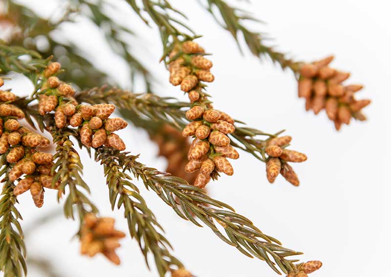温活で花粉症対策 年の花粉症スタートはすぐそこ 温活で花粉症対策 年の花粉症スタートはすぐそこ