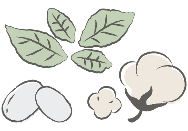 植物と綿花のイラスト